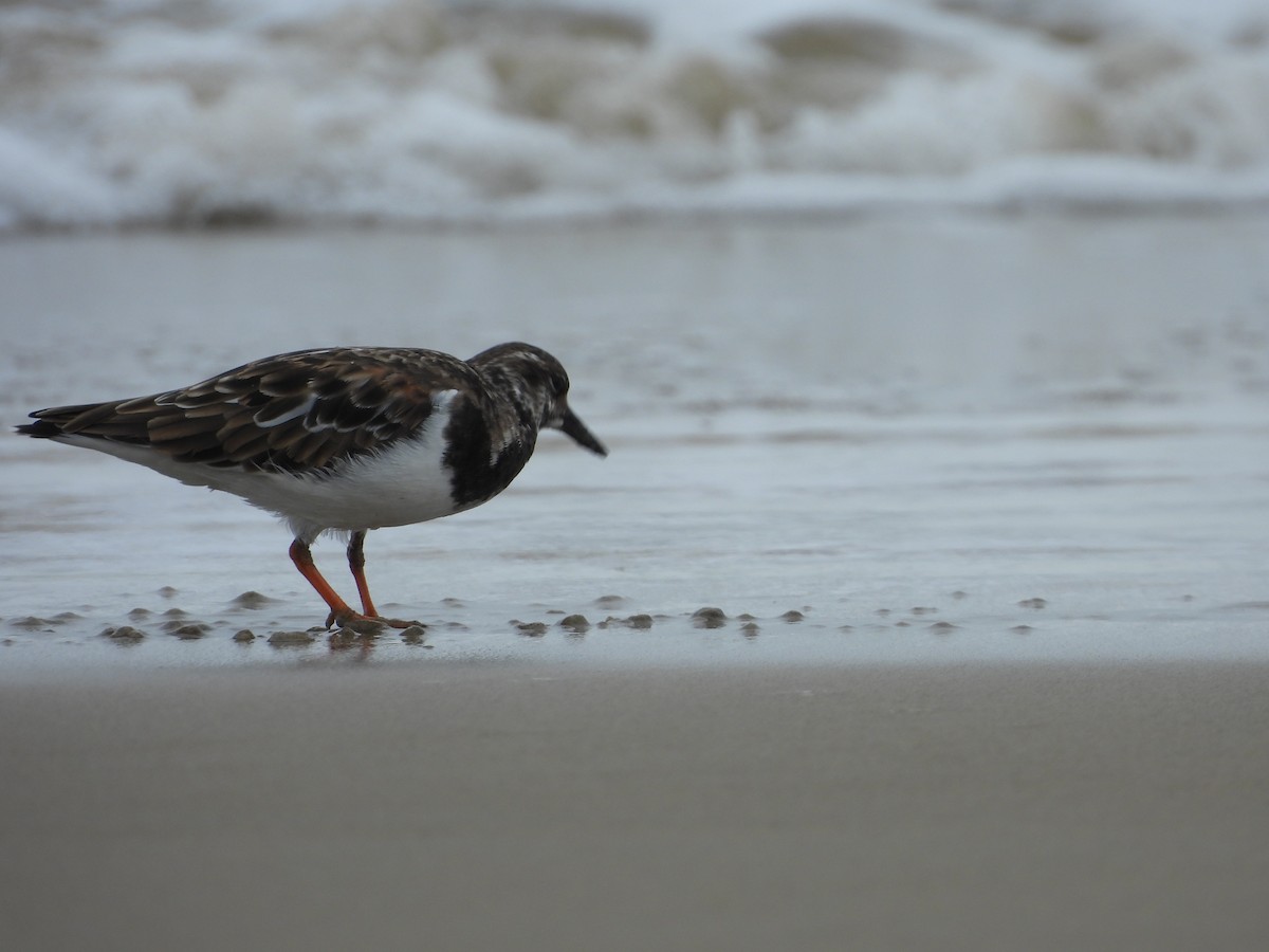 Taşçeviren - ML644692448