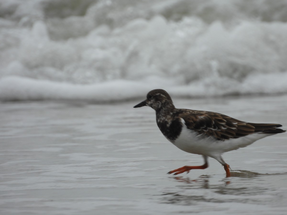 Taşçeviren - ML644692449