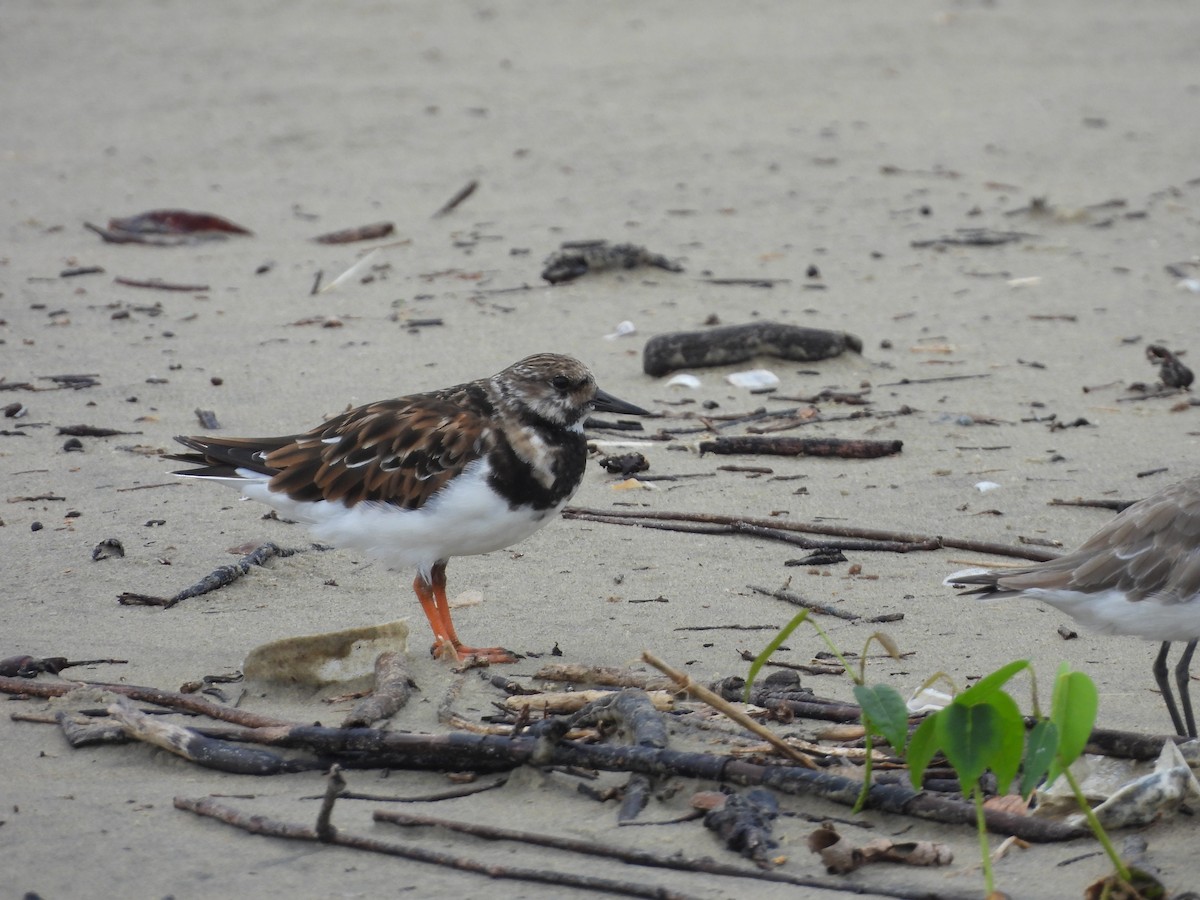 Taşçeviren - ML644692450