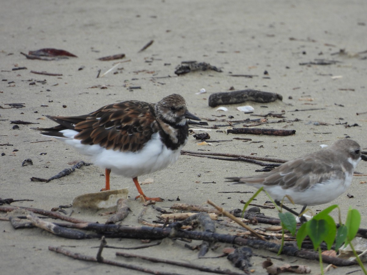 Taşçeviren - ML644692453