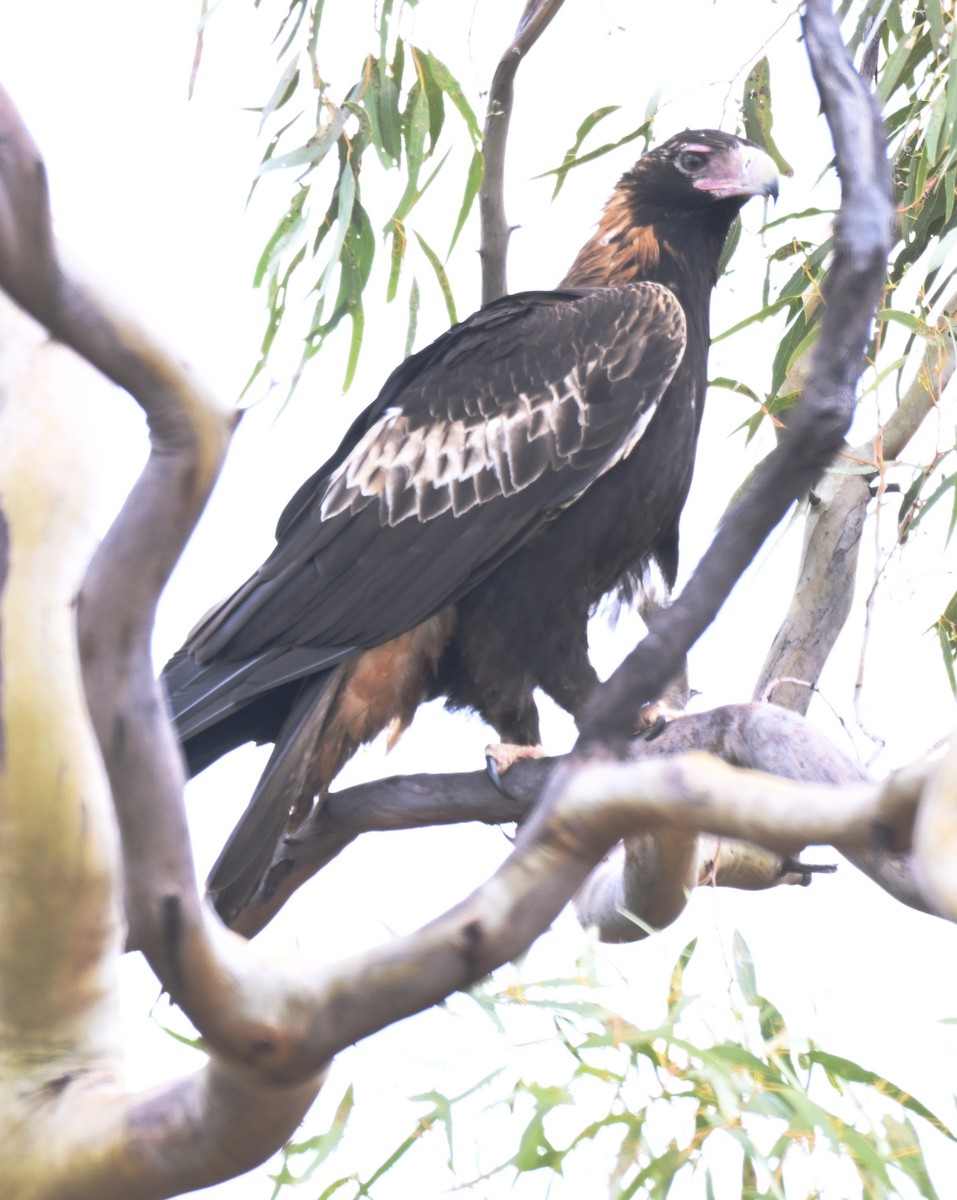 Wedge-tailed Eagle - ML644692459