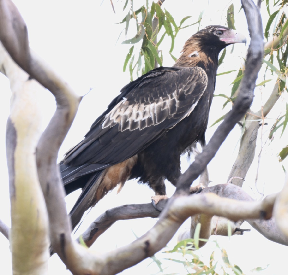Wedge-tailed Eagle - ML644692461