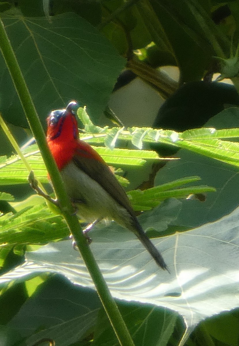 Karmesinnektarvogel - ML644692466