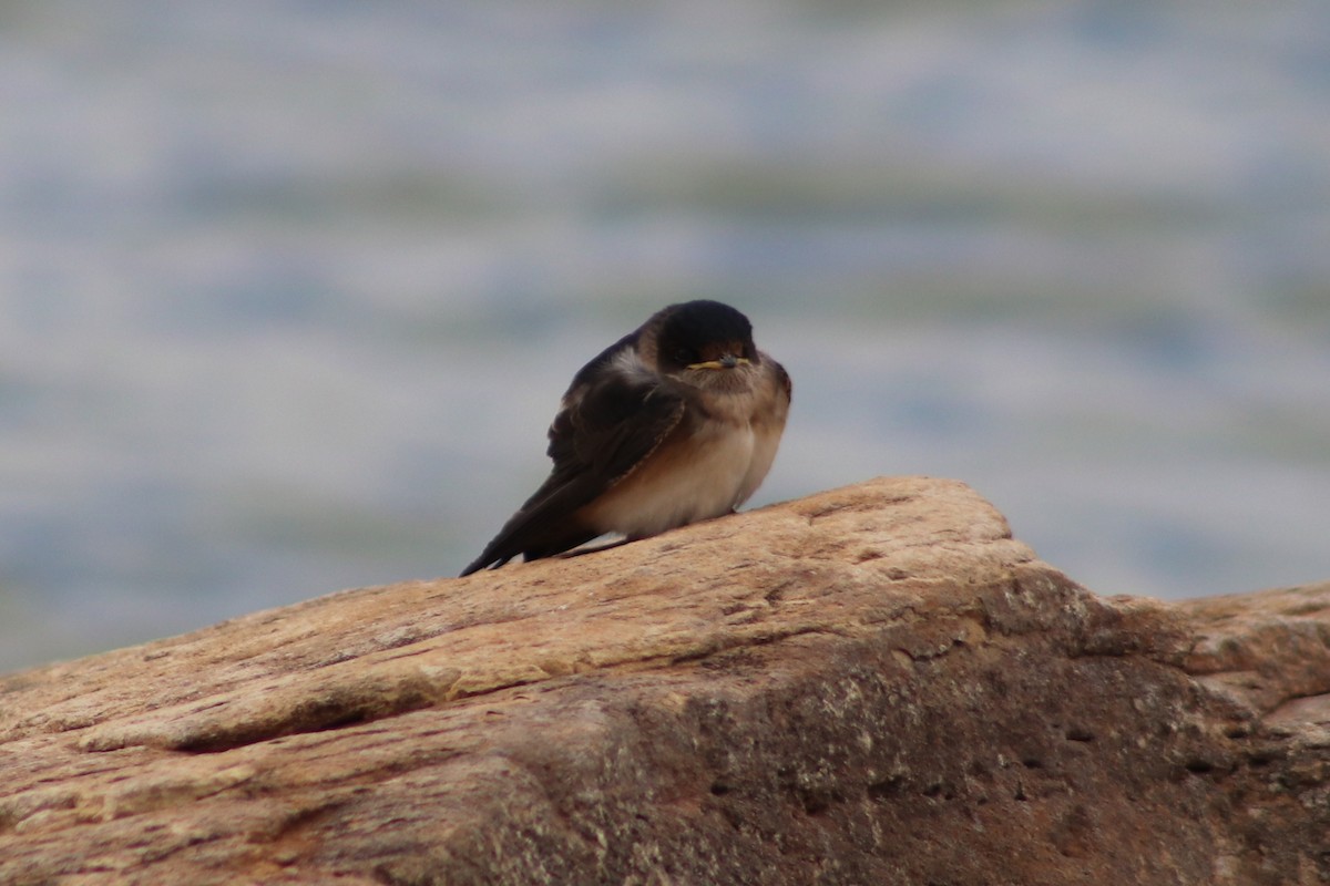 Tree Martin - ML644692470