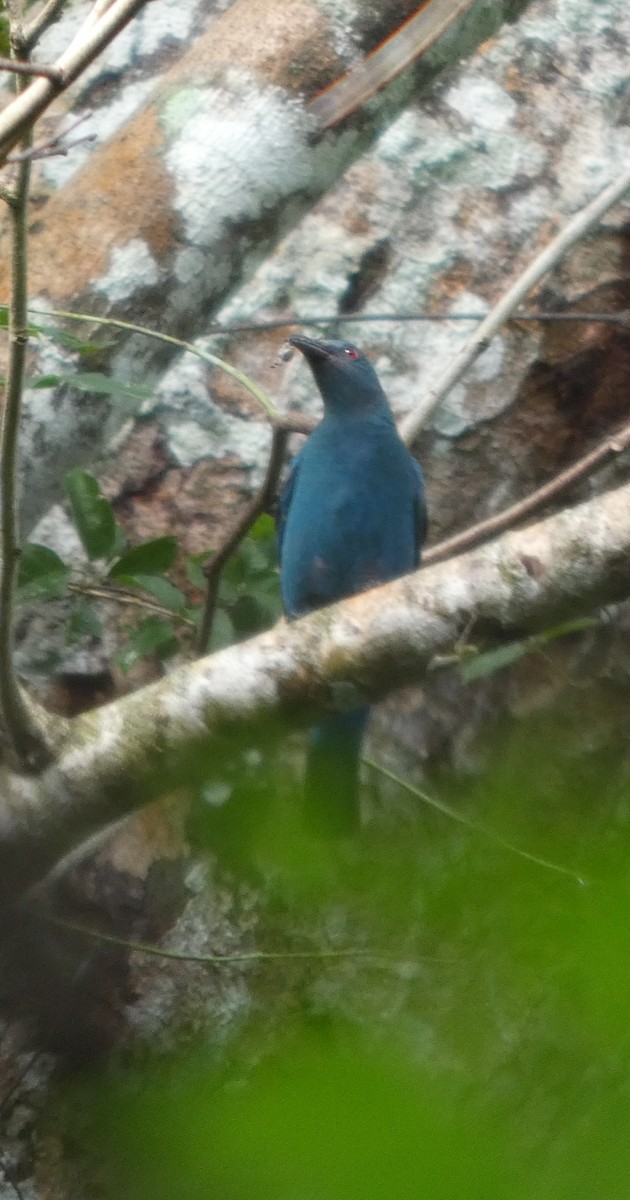 Asian Fairy-bluebird - ML644692471