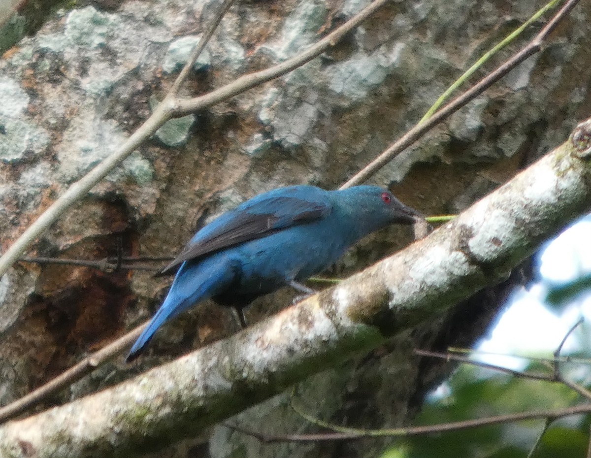 Asian Fairy-bluebird - ML644692472