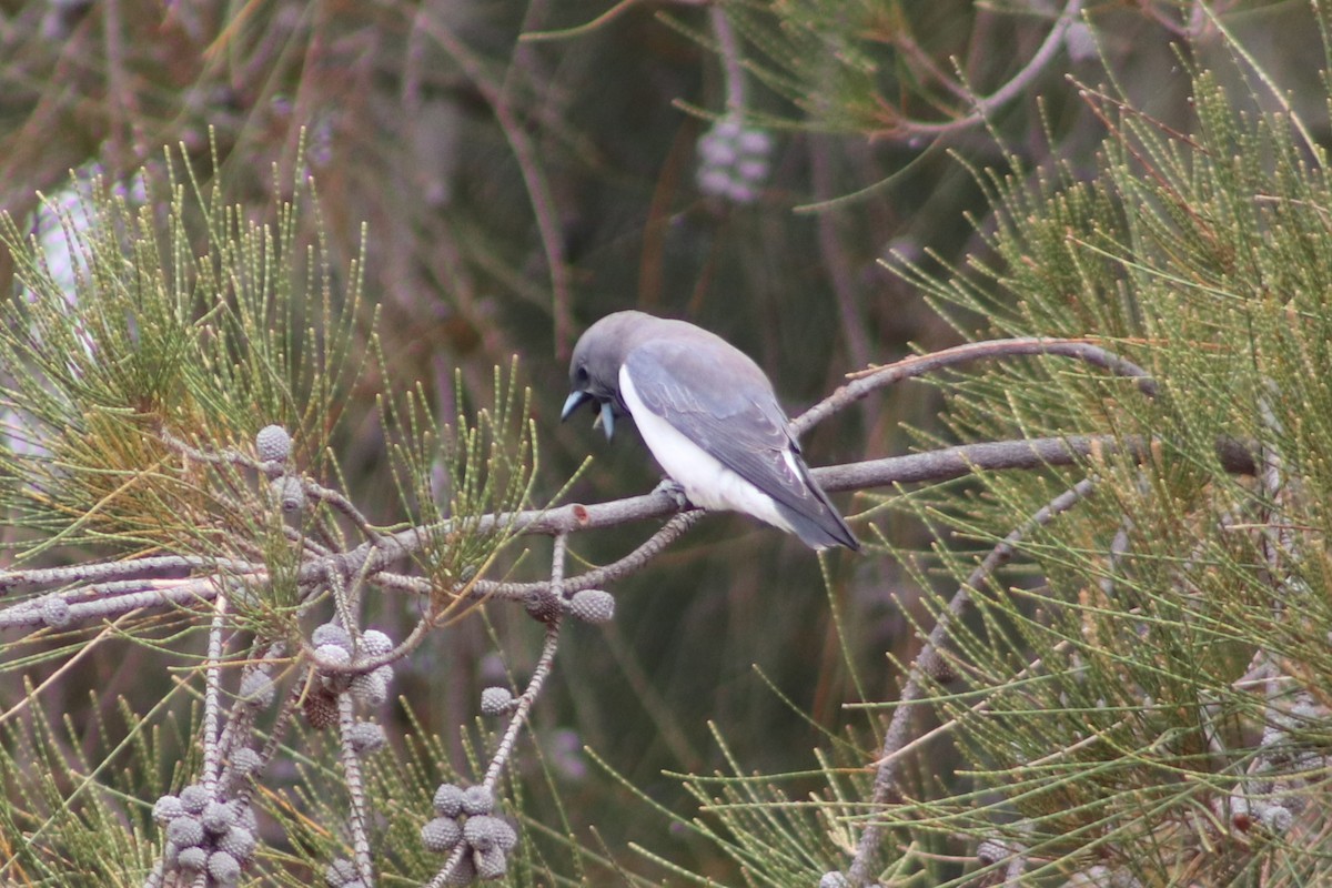 White-breasted Woodswallow - ML644692473