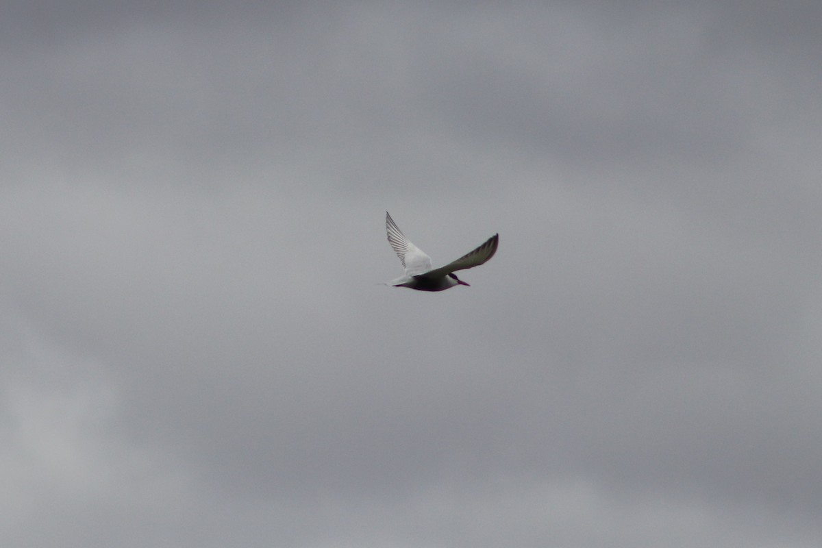 מירומית לבנת-לחי - ML644692479