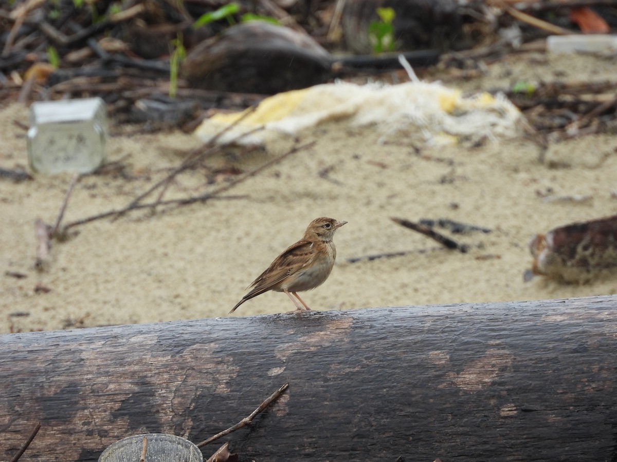 Moğol Bozkır Toygarı - ML644692482