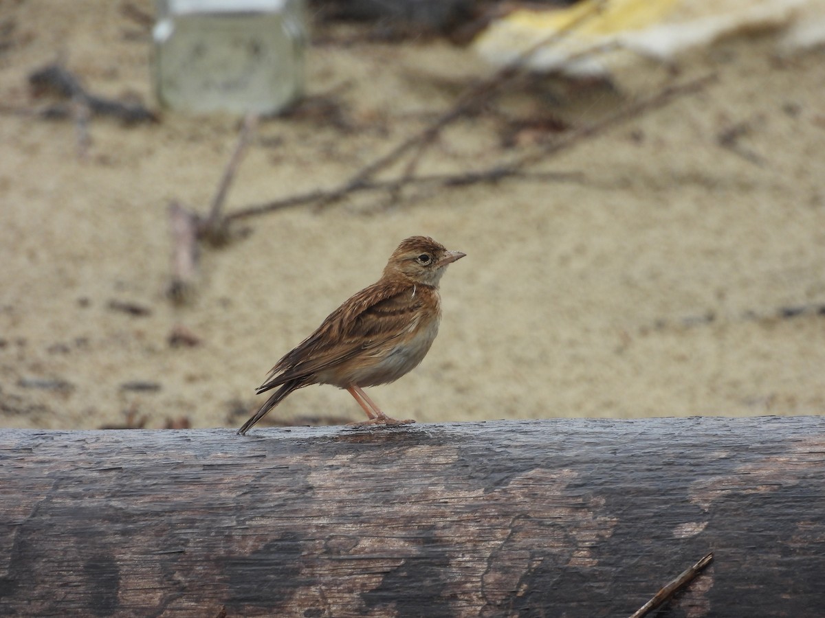 Moğol Bozkır Toygarı - ML644692483