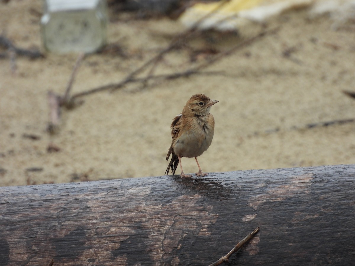 Moğol Bozkır Toygarı - ML644692484