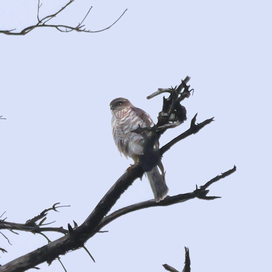 ハイタカ - ML644692485