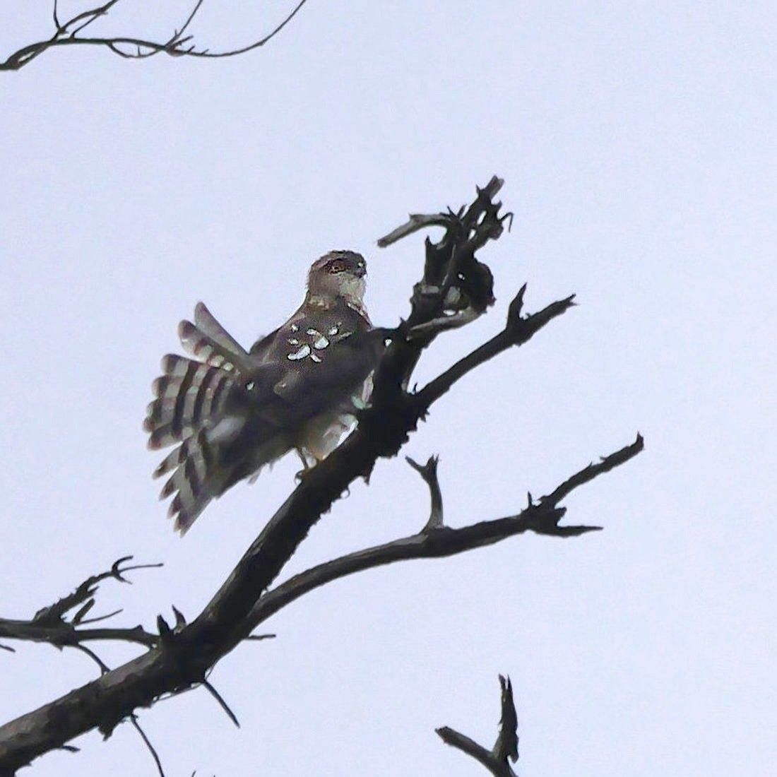 ハイタカ - ML644692487