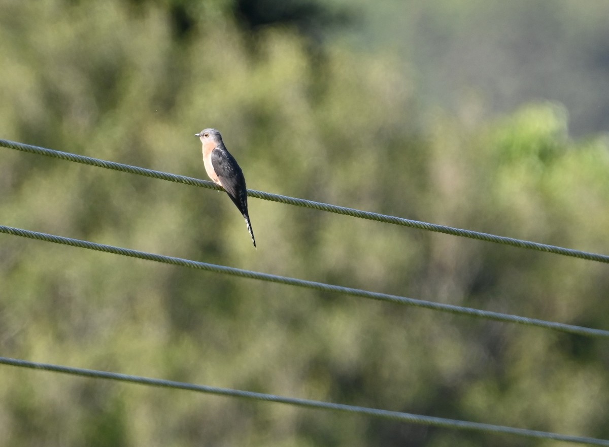 Fan-tailed Cuckoo - ML644692489