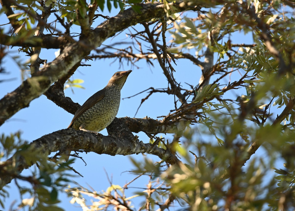 Satin Bowerbird - ML644692490