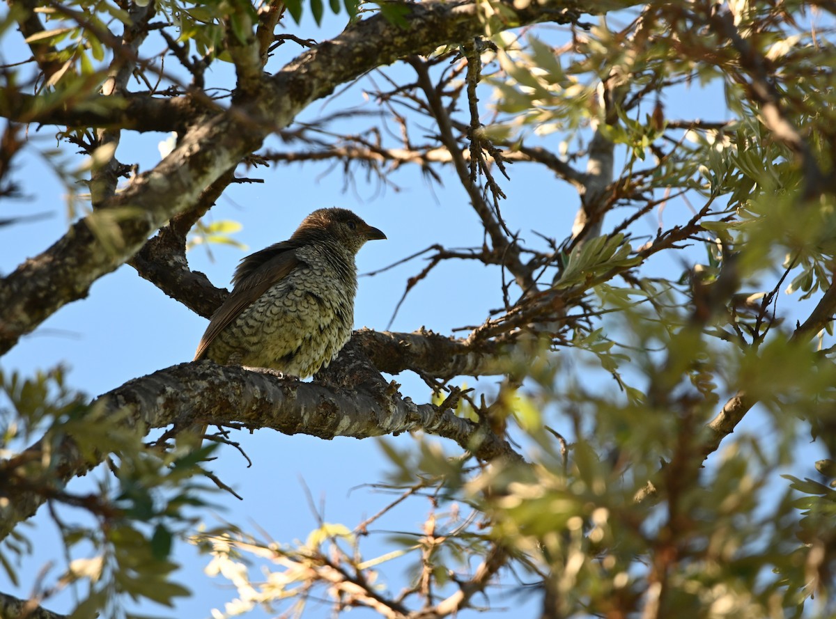 Satin Bowerbird - ML644692491