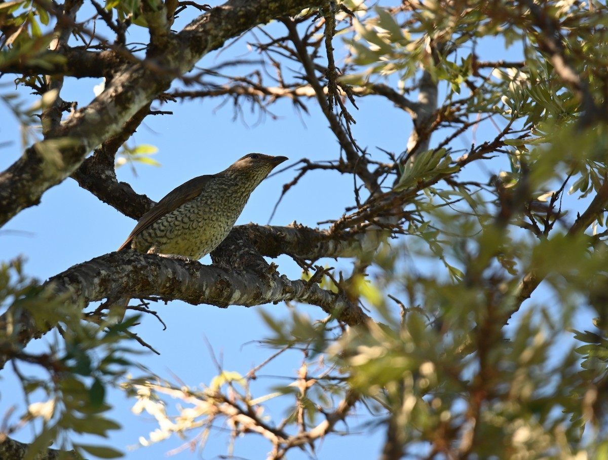 Satin Bowerbird - ML644692492
