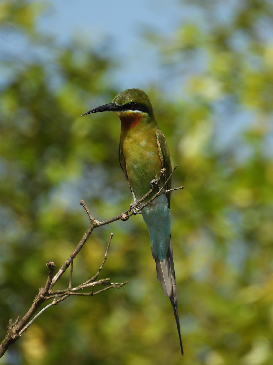 Mavi Kuyruklu Arıkuşu - ML644692493