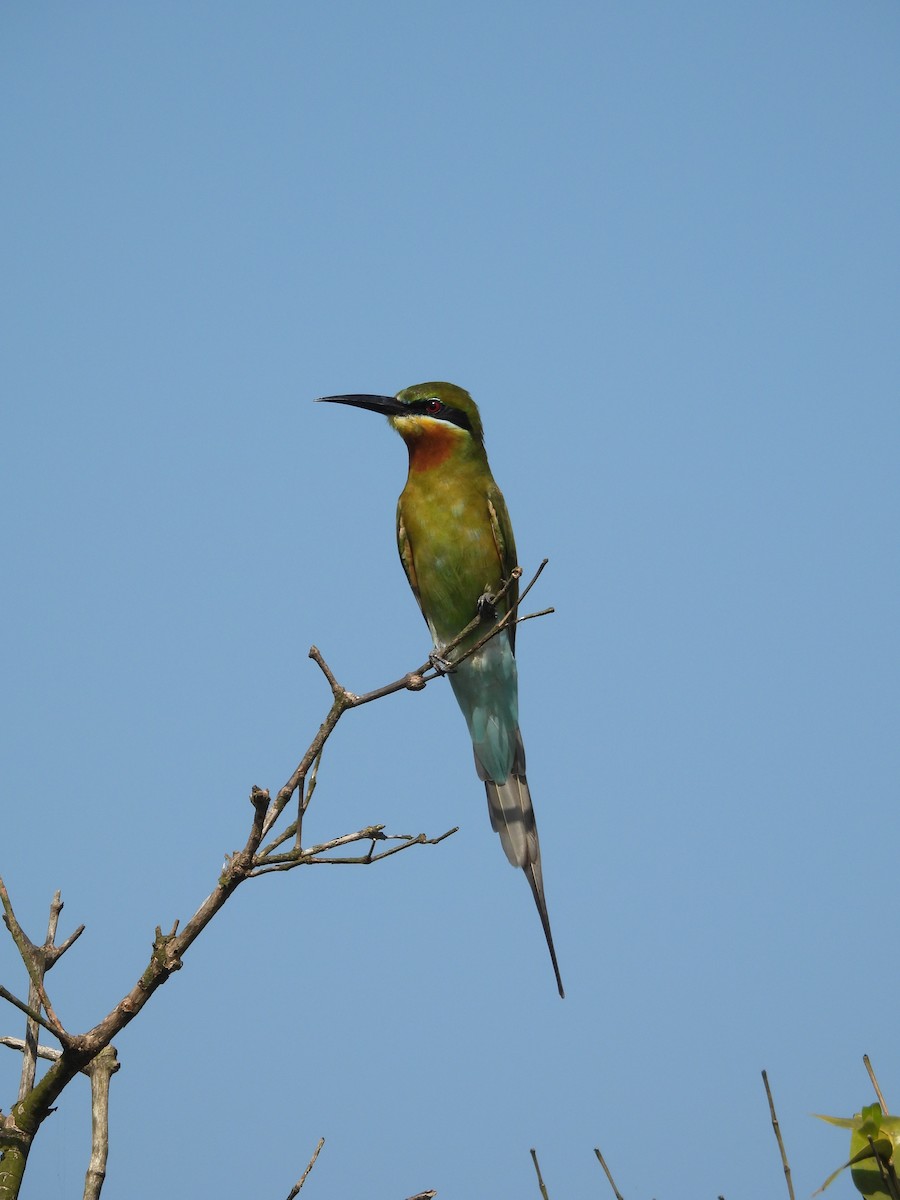 Mavi Kuyruklu Arıkuşu - ML644692494