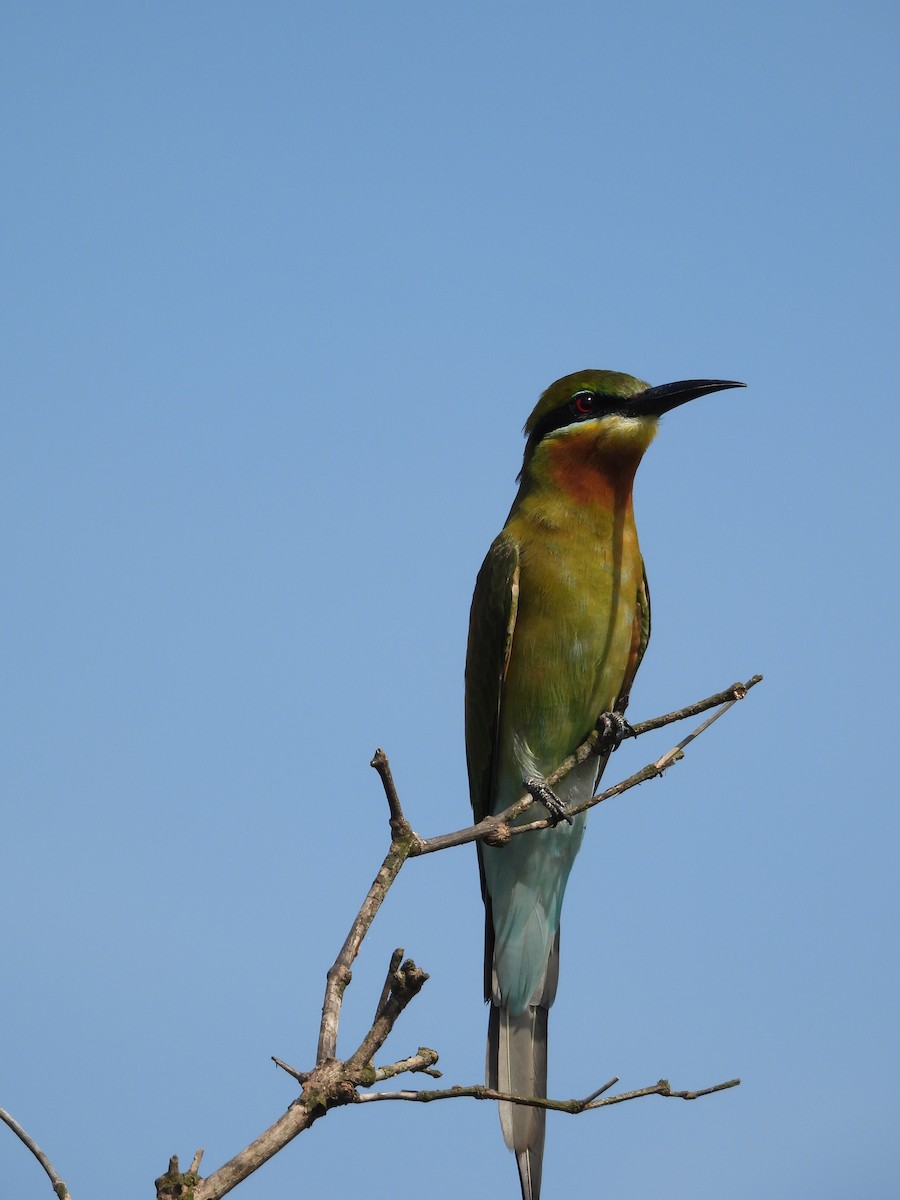 Mavi Kuyruklu Arıkuşu - ML644692495