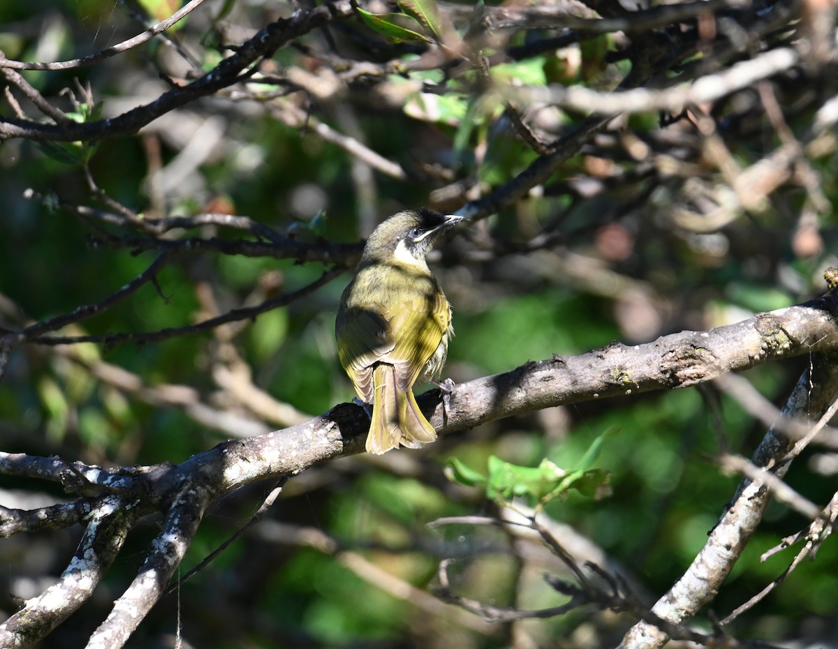 Lewin's Honeyeater - ML644692496