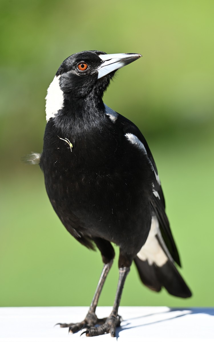 Australian Magpie - ML644692497