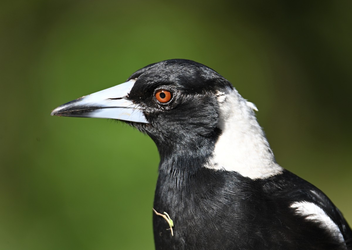 Australian Magpie - ML644692498