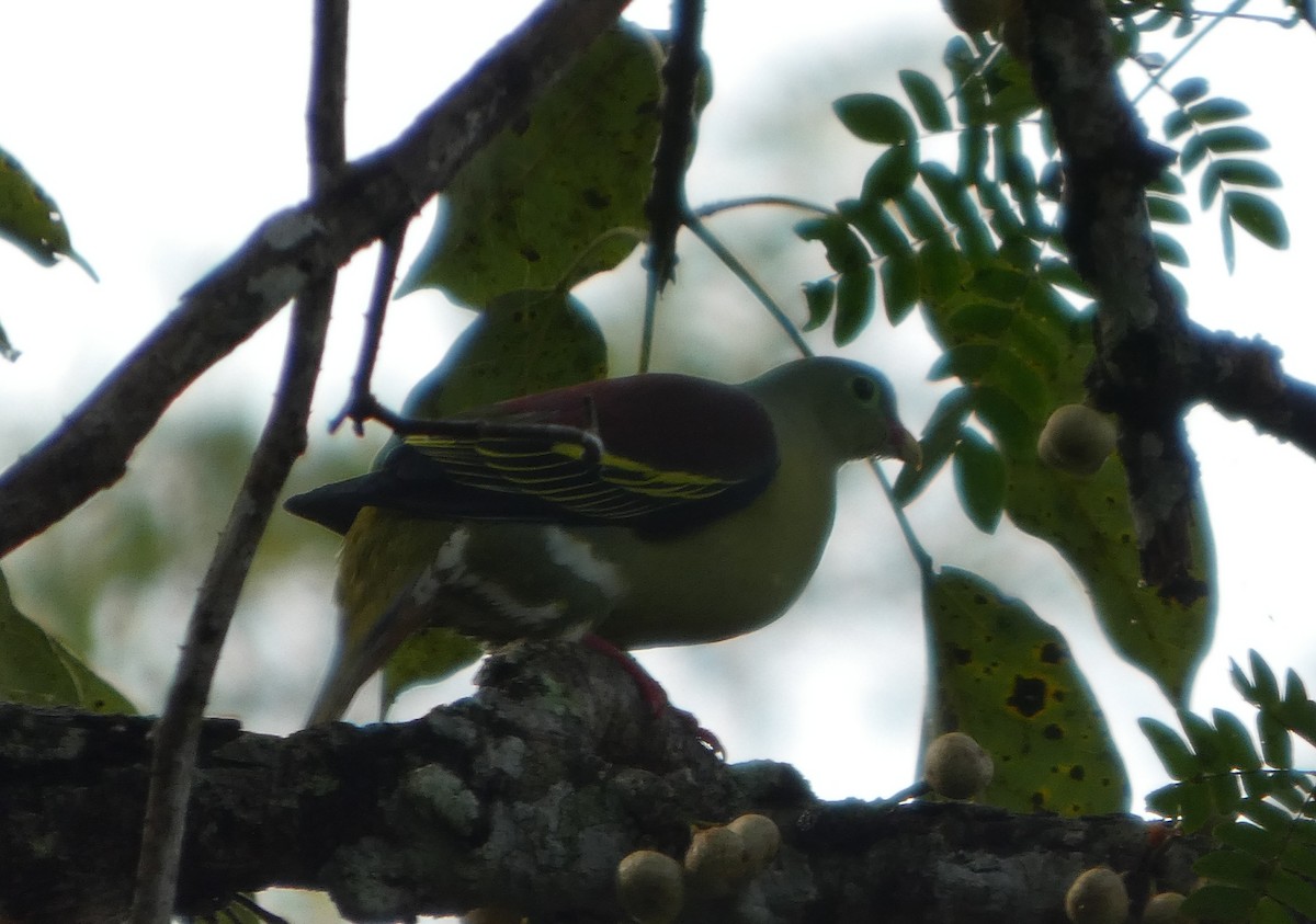 Kalın Gagalı Yeşil Güvercin - ML644692500