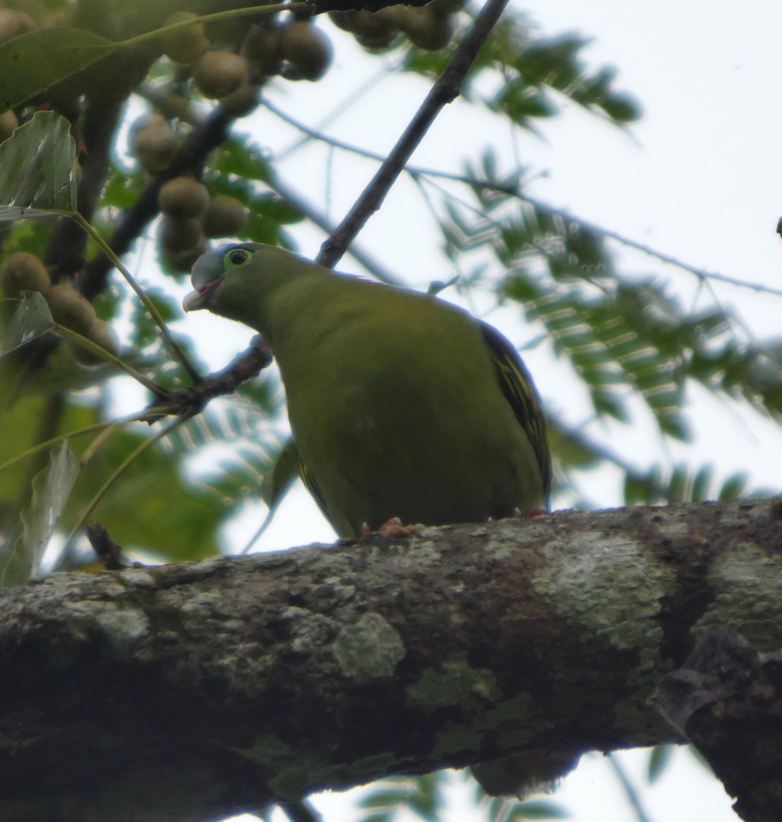 Kalın Gagalı Yeşil Güvercin - ML644692501