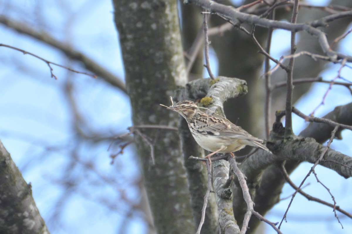 Alondra Totovía - ML644692504