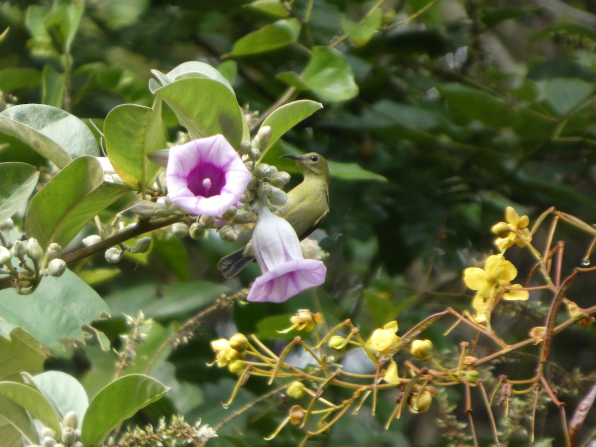 Karmesinnektarvogel - ML644692506