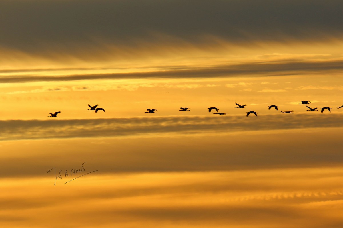 灰鶴 - ML644692507