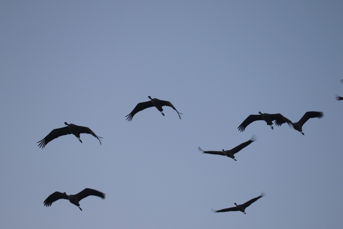 灰鶴 - ML644692508