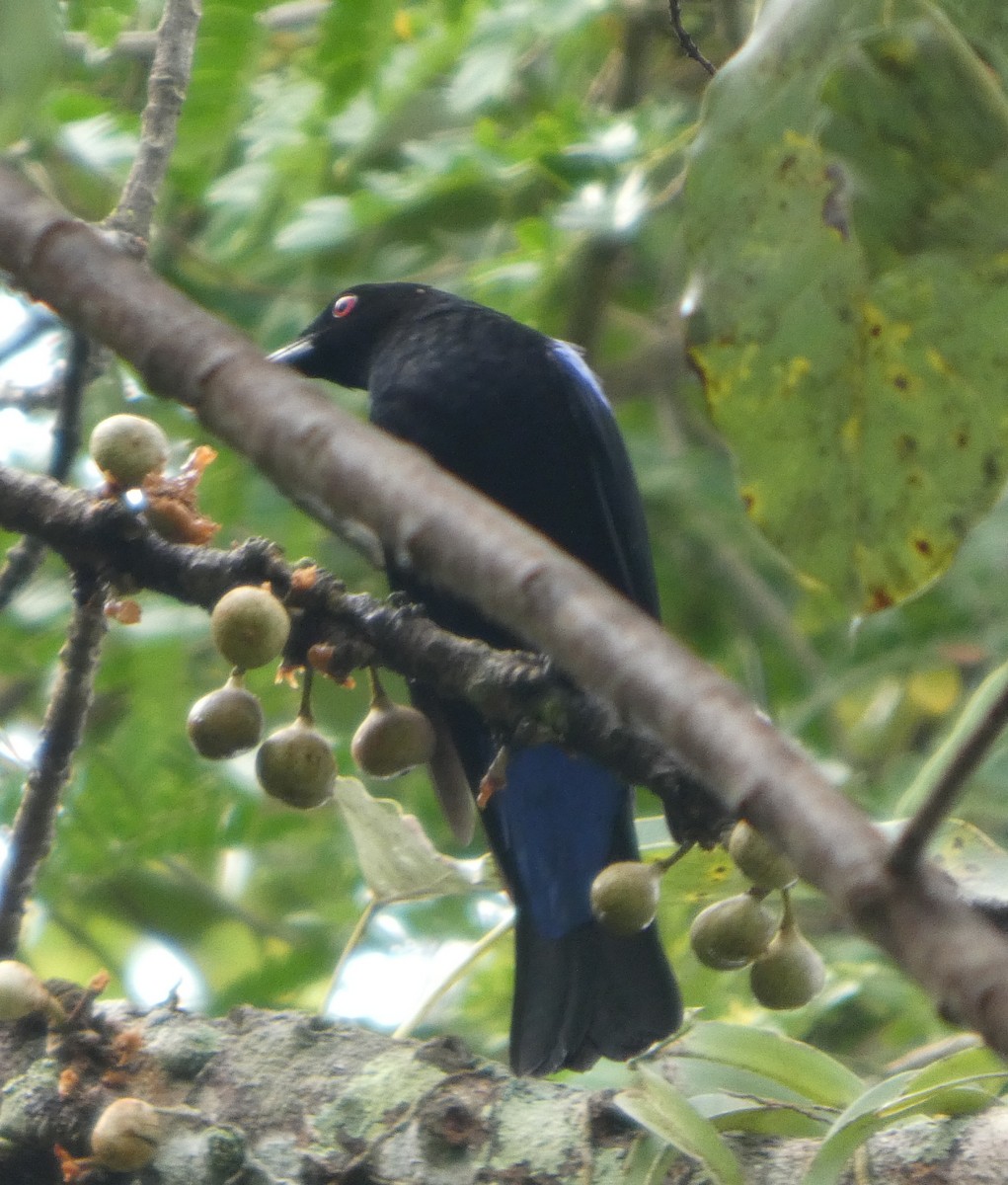 Asian Fairy-bluebird - ML644692512