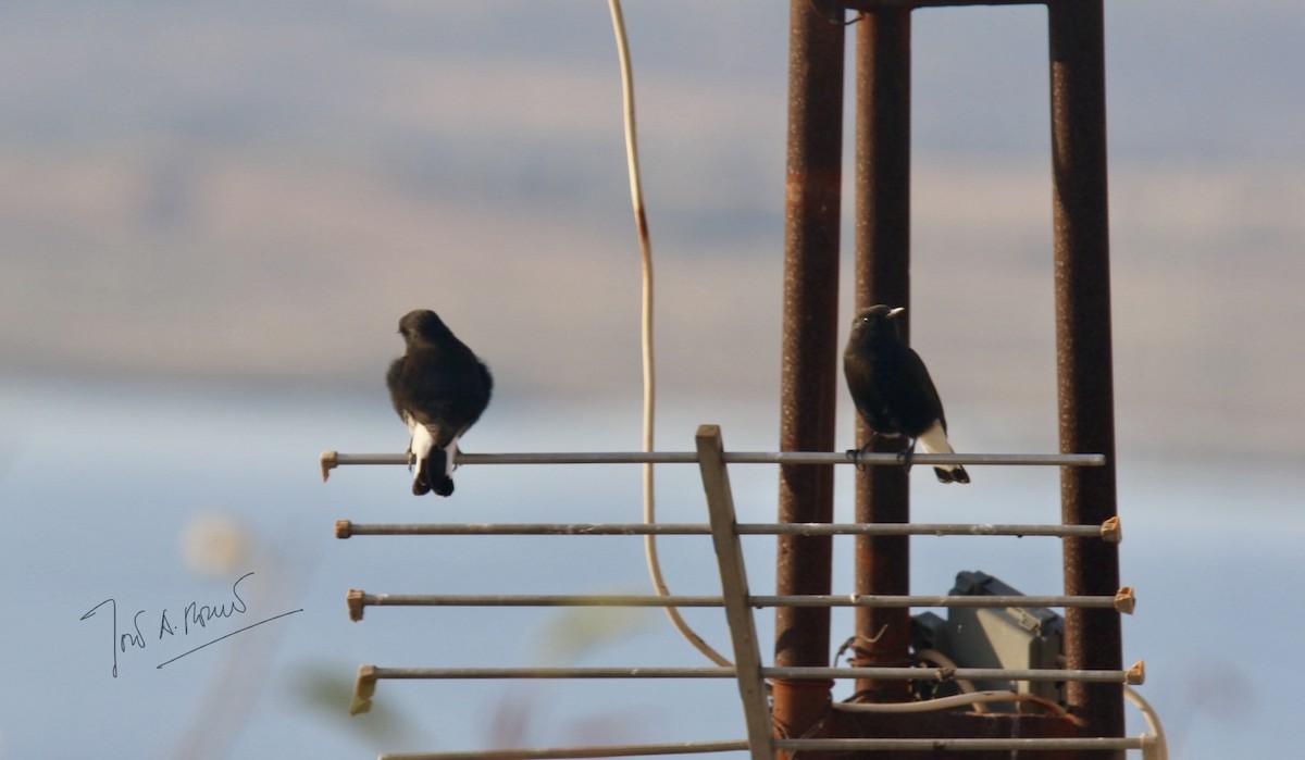 Black Wheatear - ML644692513