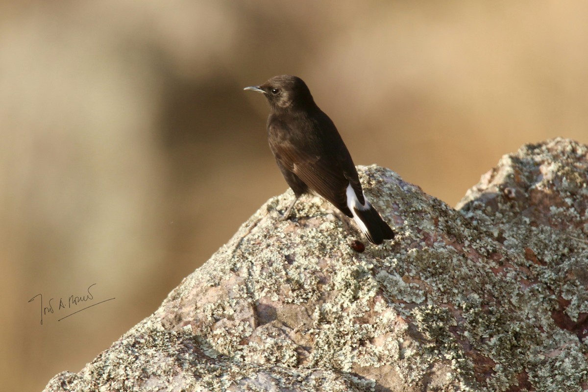 Black Wheatear - ML644692514