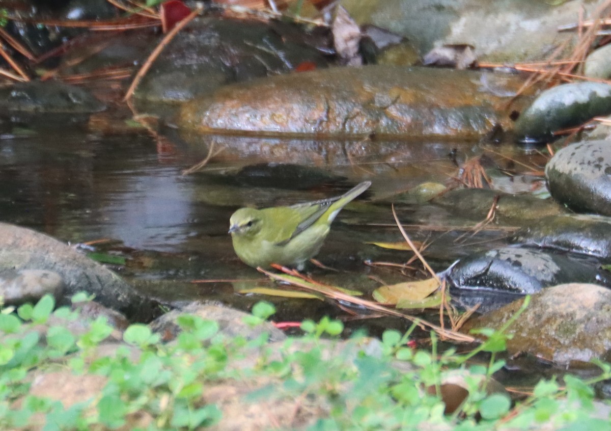 マミジロアメリカムシクイ - ML644692517