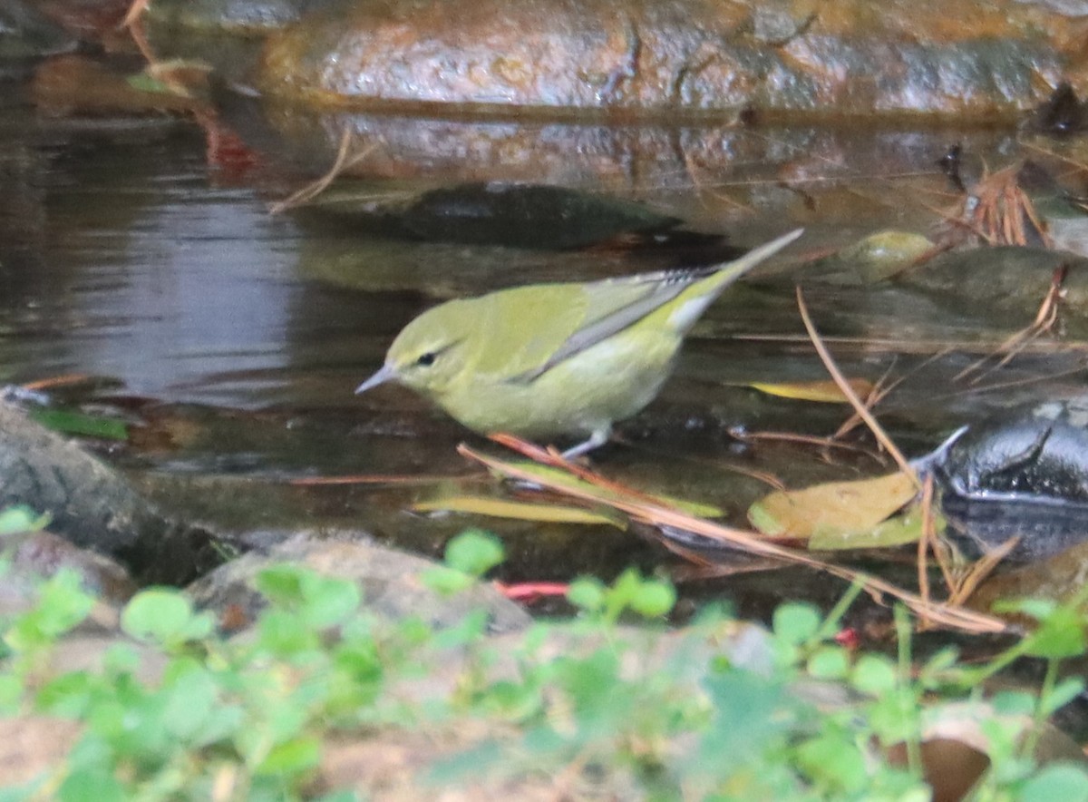 マミジロアメリカムシクイ - ML644692519