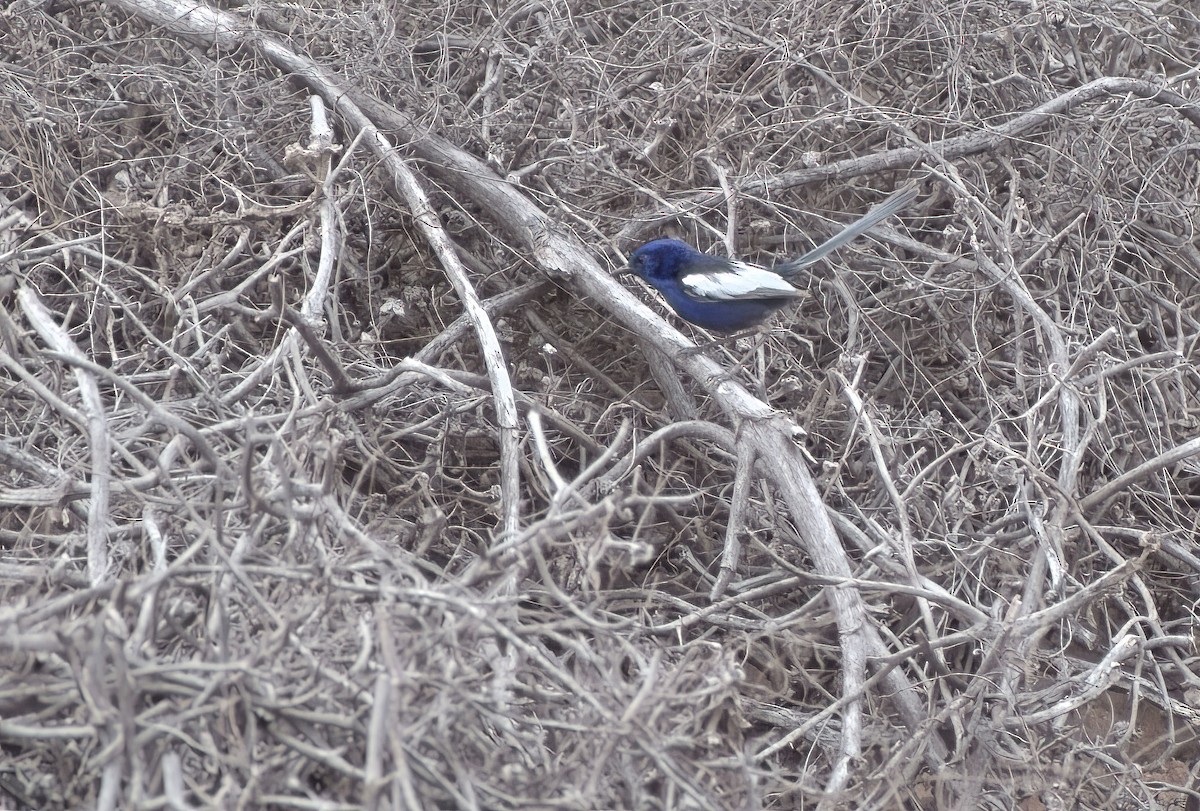 ハジロオーストラリアムシクイ - ML644692520