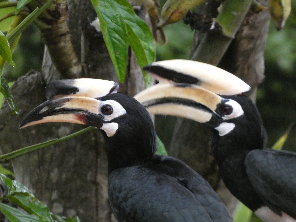 キタカササギサイチョウ - ML644692522