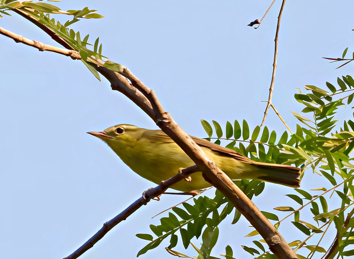 Greenish Warbler - ML644692523
