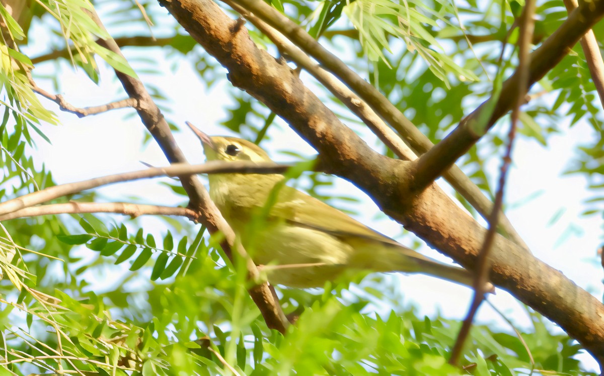 Greenish Warbler - ML644692524