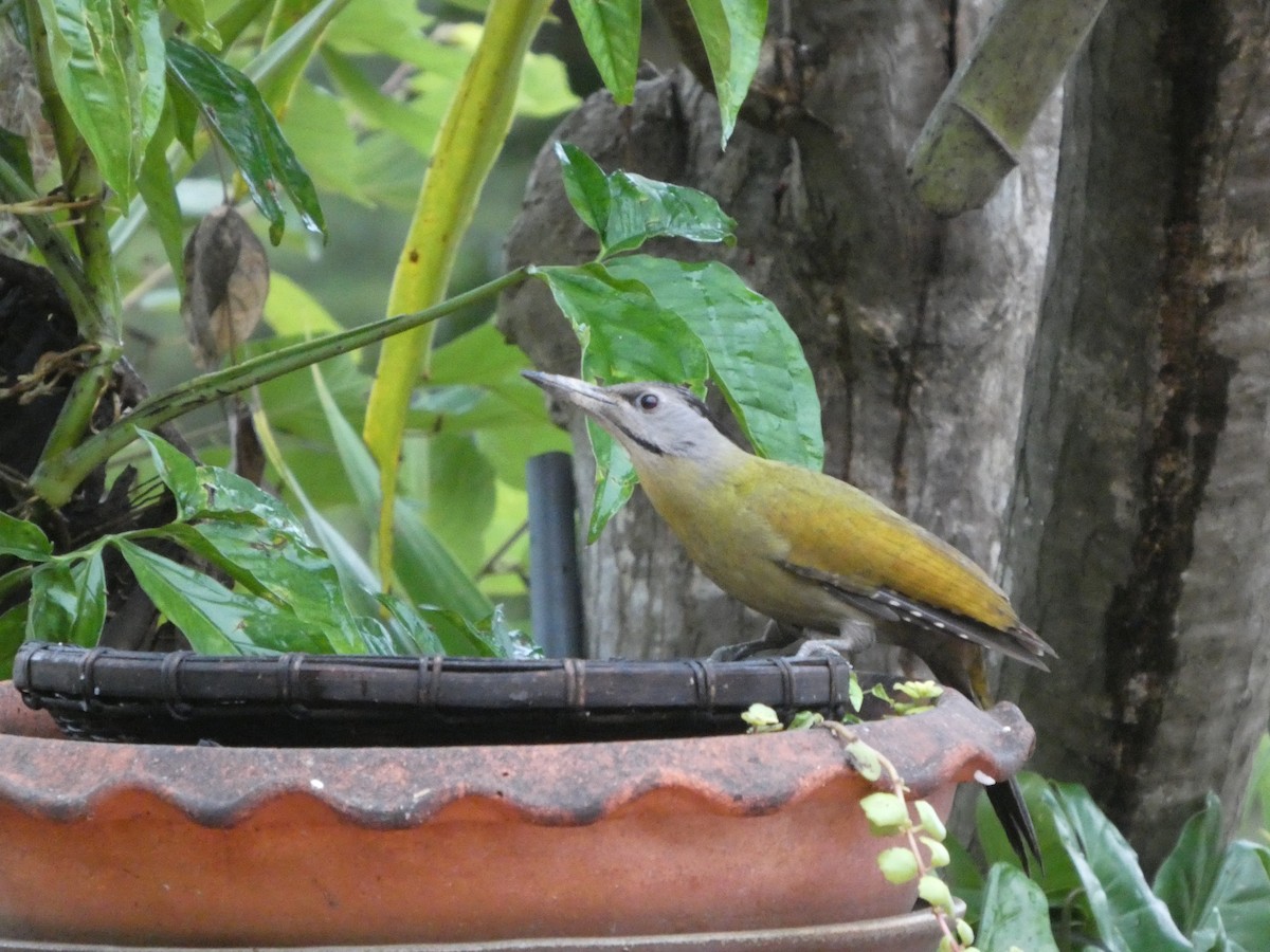 Жовна сива - ML644692525