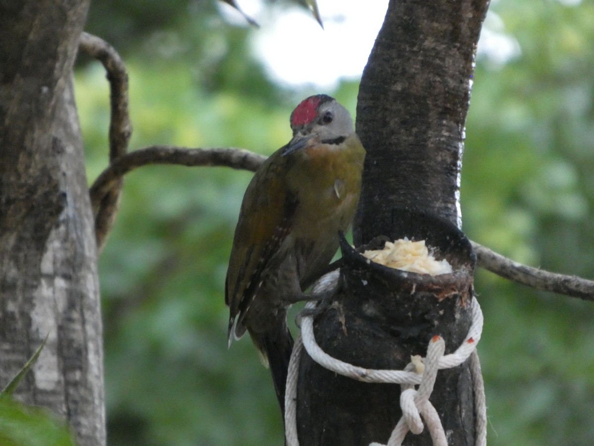 Жовна сива - ML644692526