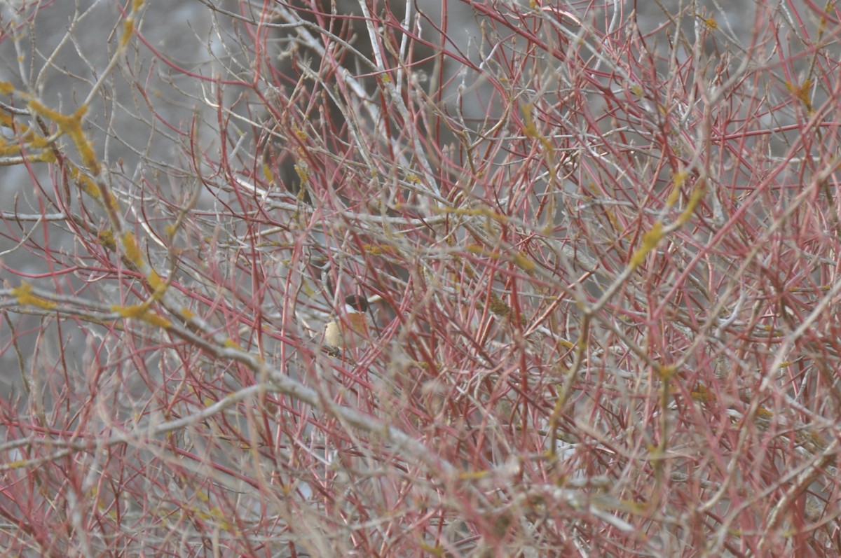 Tarabilla Europea - ML644692529