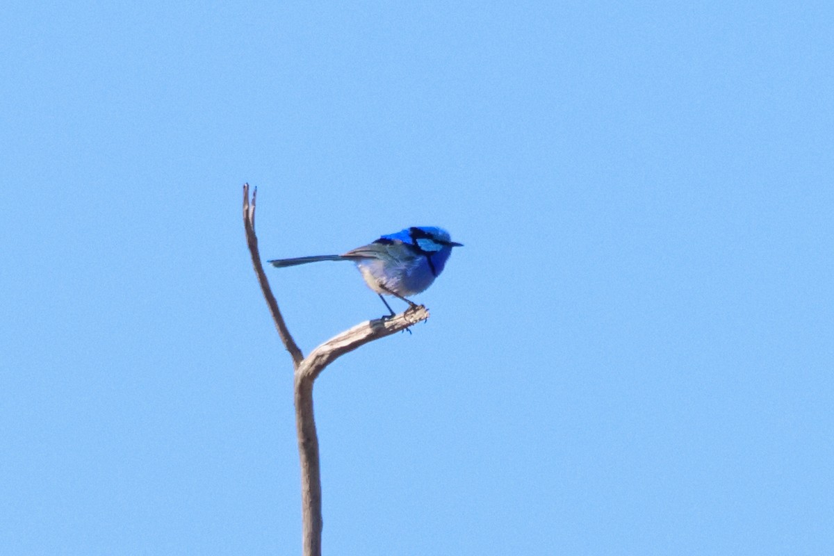 Splendid Fairywren - ML644692530