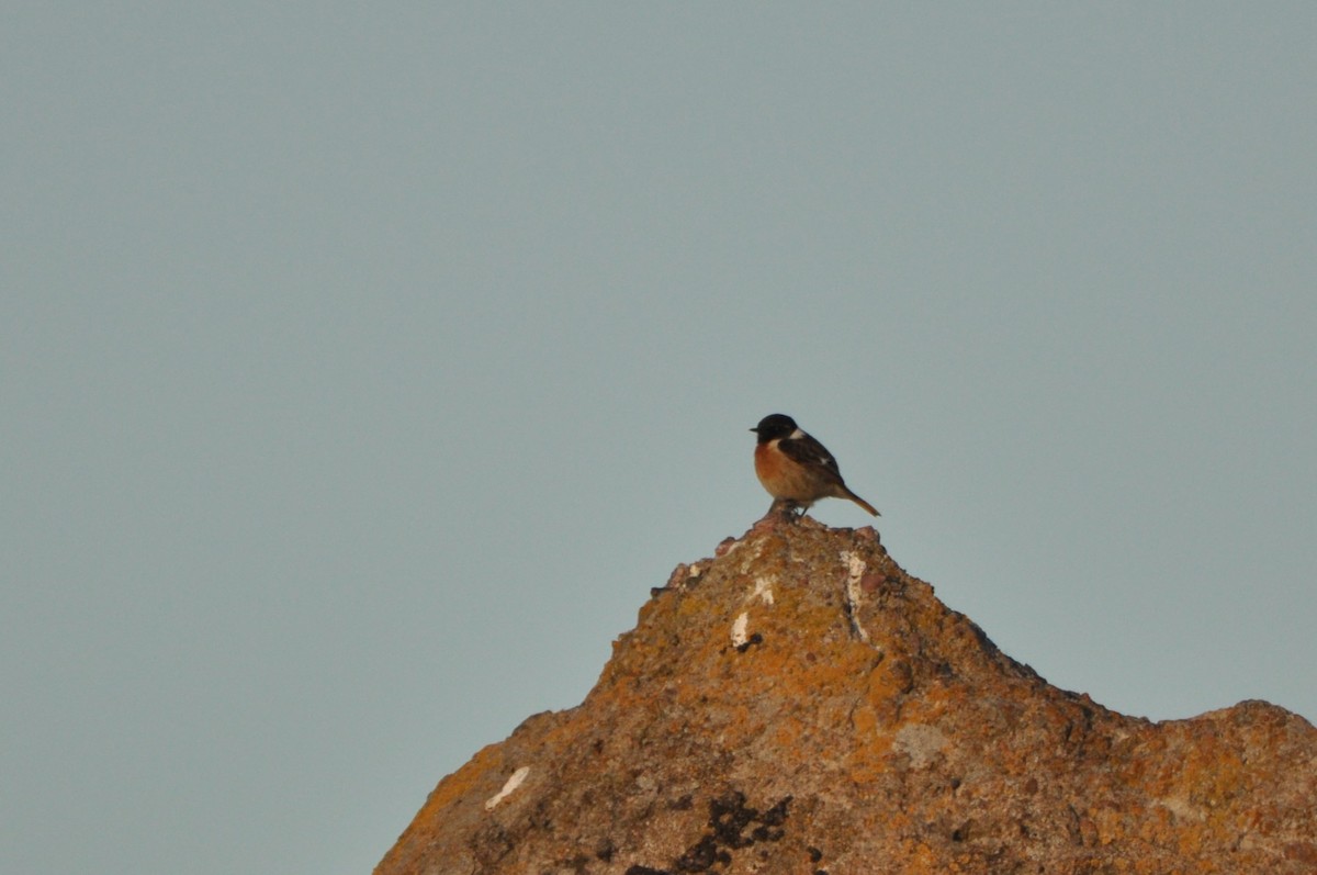 Tarabilla Europea - ML644692533