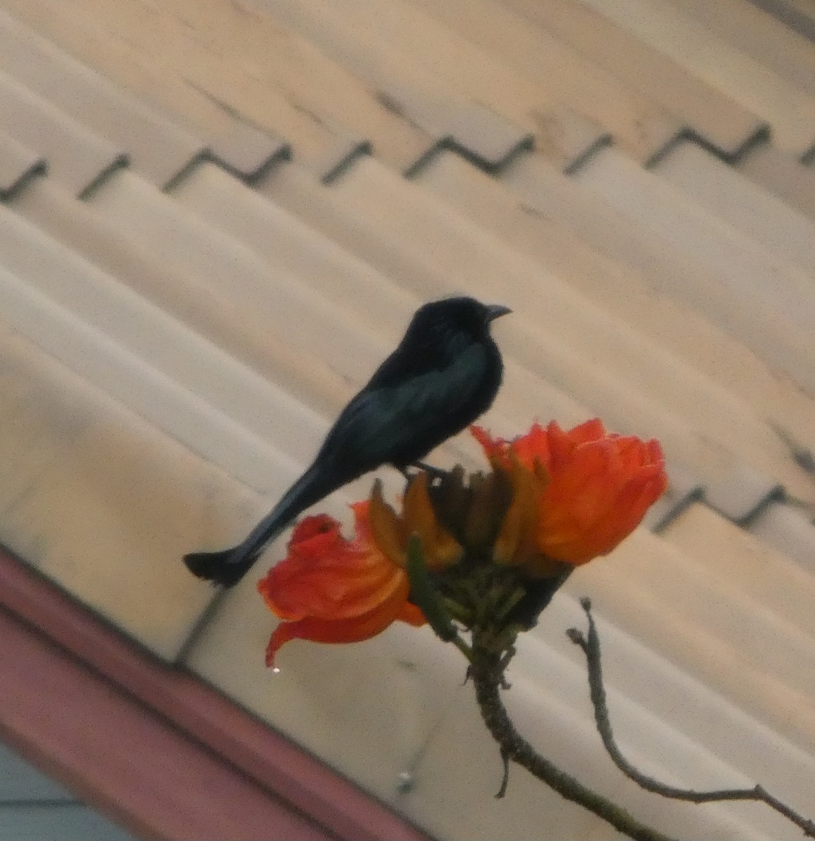 Hair-crested Drongo - ML644692534