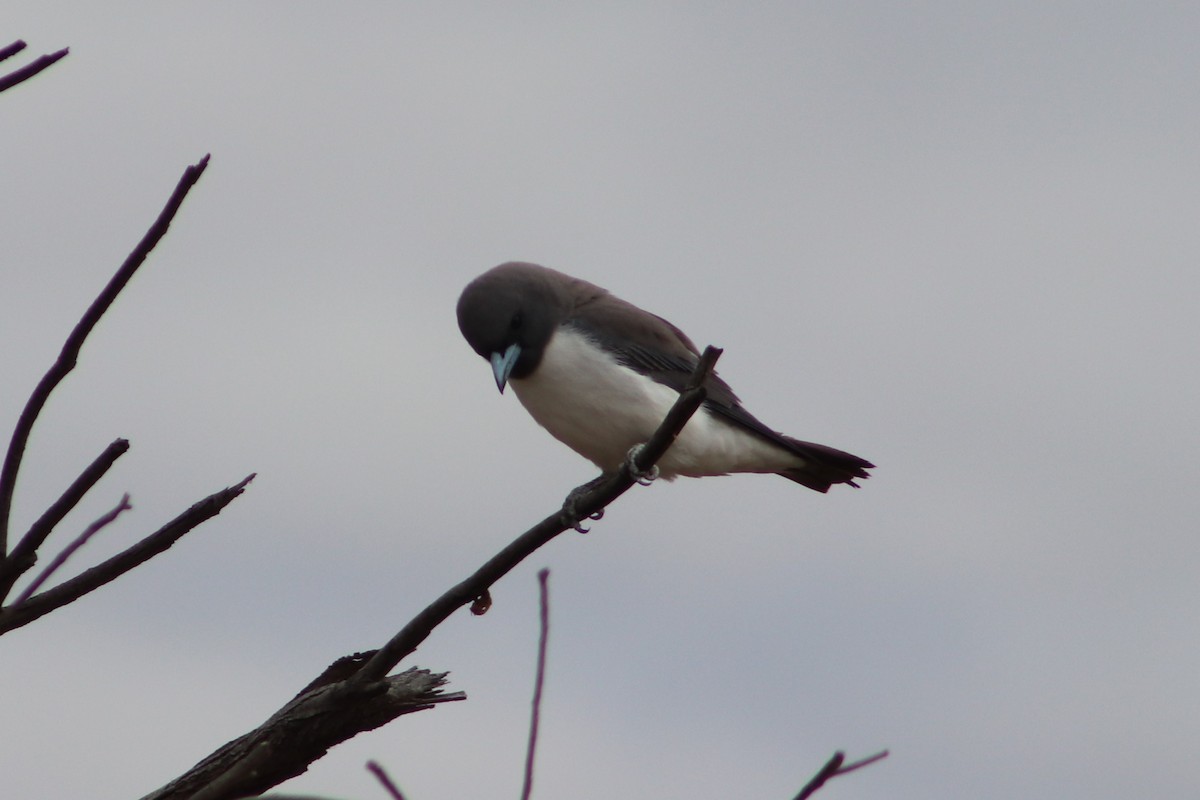 White-breasted Woodswallow - ML644692535