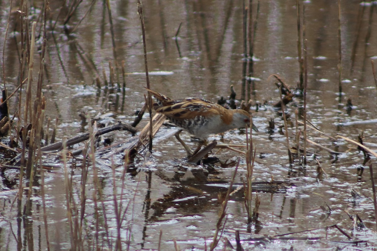 ברודית גמדית - ML644692542
